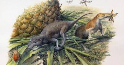 Древние млекопитающие предпочитали жить как рептилии