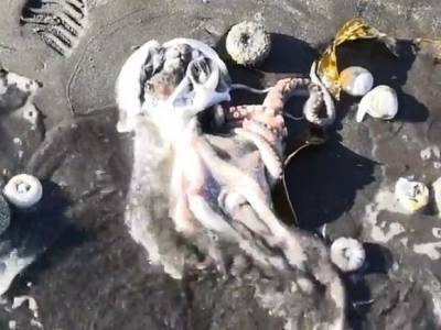 В РАН назвали по имени убийцу морских животных на Камчатке - rosbalt.ru - Россия