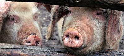 Жители поселка в Карелии задыхаются от вони из-за свинарника