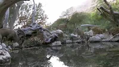 Видео: козлы и волки пьют из одного ручья на Мертвом море