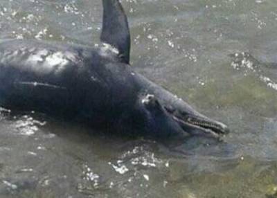 На берег Красного моря выбросило 11 мертвых дельфинов