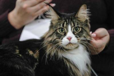 Эксперты рассказали, как кошки помогут пожилым россиянам преодолеть последствия коронавируса