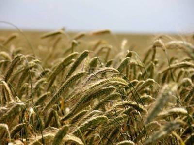 Цена пшеницы в России подскочила до нового рекорда
