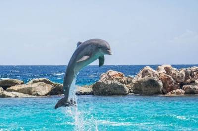 В Египте на берегу обнаружили 11 мёртвых дельфинов