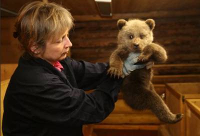 Все как у людей: Алтайский заповедник открывает ясли для медвежат-сирот