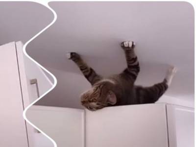 Смешной ролик: кот безобразничал и ходил по потолку
