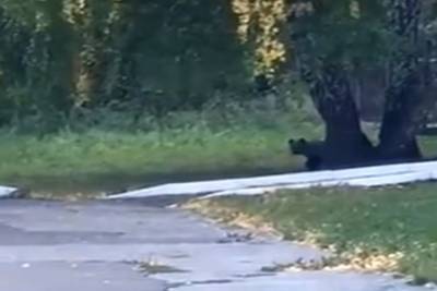 На Южном Урале медведь пришел в детский лагерь