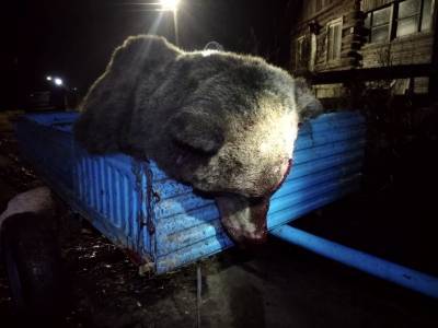 Медведь, который разобрал машину в Сыктывдинском районе, подстрелен