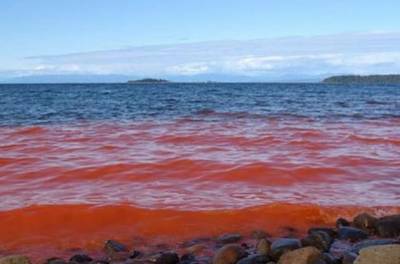 "Красный прилив": в Одессе наблюдается опасное явление на море