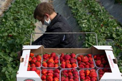 В строительство производства ягод в Кабардино-Балкарии вложат около 14 млрд рублей