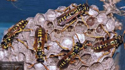Антибиотик на основе яда азиатской осы создали ученые