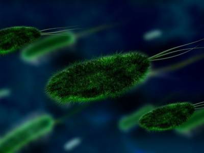 Листерия, кишечная палочка, сальмонелла: стало известно, какие бактерии живут в холодильнике