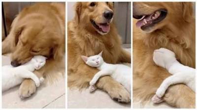 Как выглядит настоящая дружба между кошкой и собакой (4 фото)