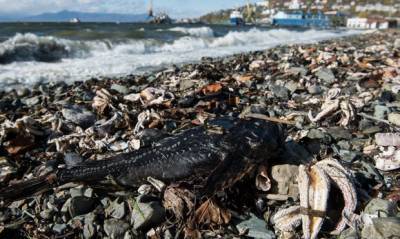 На Камчатке обнаружили еще два места массовой гибели морских обитателей