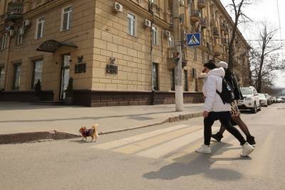 Как и за что могут наказать владельца собаки в Волгограде