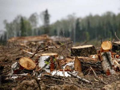 Житель Миасса заплатит более миллиона рублей за вырубку леса в соседнем регионе