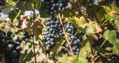 Сезон сбора винограда в Раче набирает обороты