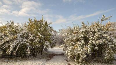 Первый снег в Ленобласти выпадет 15 октября