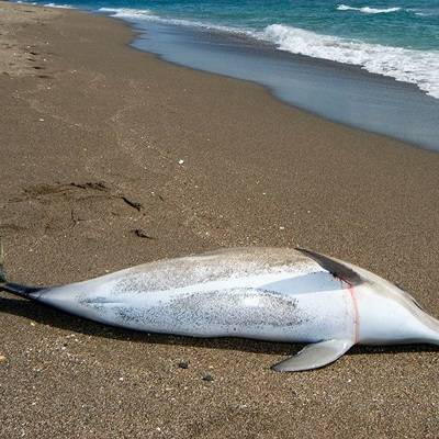 11 мертвых дельфинов обнаружили на берегу Красного моря в Египте