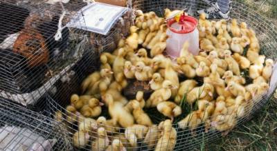 Татарстан обвинил Чувашию в распространении птичьего гриппа