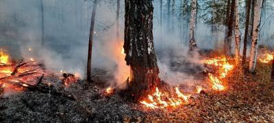 В Челябинскую область вернулись лесные пожары