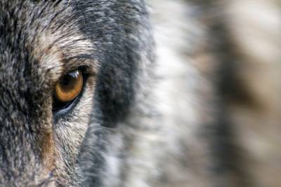 Жители еще одного карельского поселка жалуются на волков