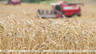 Урожай зерновых в Беларуси в этом году составит 10,3 млн т
