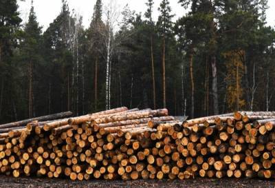 Правительство РФ ужесточает ответственность за незаконный вывоз лесоматериалов