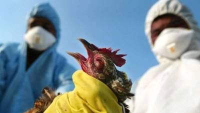 Единичные случаи падежа птиц выявляют в Казахстане. В МСХ заявили о прекращении распространения птичьего гриппа