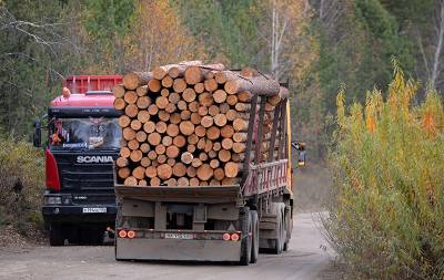 Мишустин ужесточил наказание за незаконный вывоз лесоматериалов