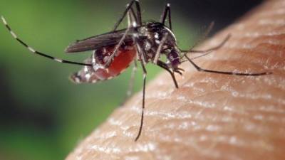 Ученые из США выяснили, как комары отличают вкус крови от вкуса нектара