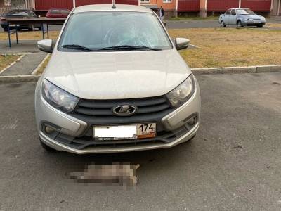 Животное погибло: на Южном Урале житель многоэтажки сбросил кошку на автомобиль