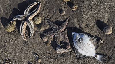 Мертвых морских обитателей выбросило на другое побережье Камчатки