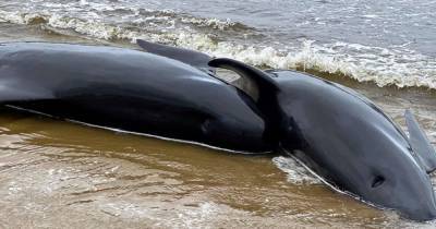 Мертвых китов выбросило на берег в Австралии