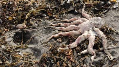 Ученый связал гибель морских животных на Камчатке с природными явлениями