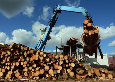 В РФ ужесточили ответственность за незаконный вывоз лесоматериалов