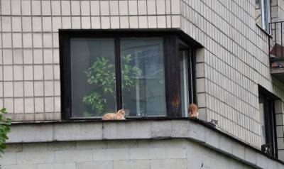 В Петрозаводске мужчина из-за ссоры в семье выкинул собаку и двух кошек с пятого этажа: животные погибли