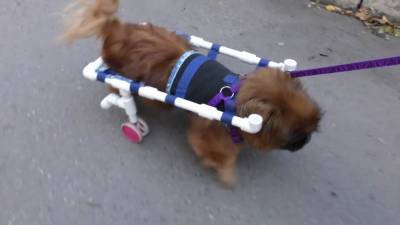 Школьница из Уссурийска мастерит коляски для собак-инвалидов.