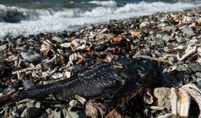 На берегах Камчатки снова нашли выброшенных мертвых животных