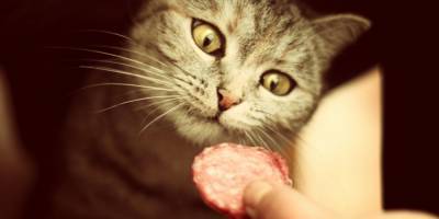 Суд дал реальный срок вологодской пенсионерке, убившей кота из-за колбасы
