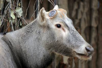 В зоопарке Лимпопо олень второй раз за год сбросил рога