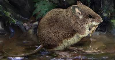 Ученые обнаружили новые виды водной мыши