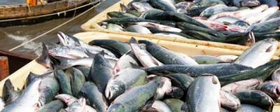 В Новосибирске планируют выловить 1,5 тысячи тонн выращенной рыбы