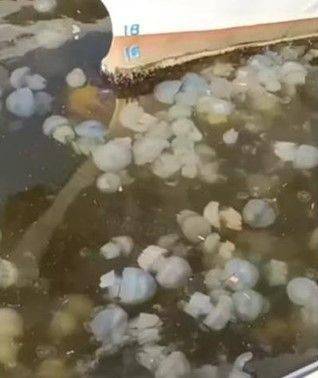 На побережье Черного моря в Одессе нашествие медуз (ВИДЕО) - enovosty.com - Одесса
