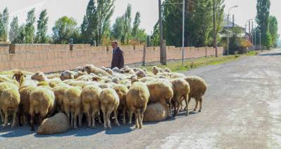 Пищевая инспекция Армении обсудила вопрос обеспечения безопасности животноводства