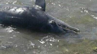 В Египте отдыхающие на пляже нашли 11 трупов дельфинов