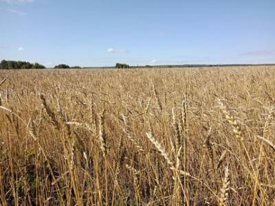 В Башкирии собрали свыше 4 млн тонн зерна