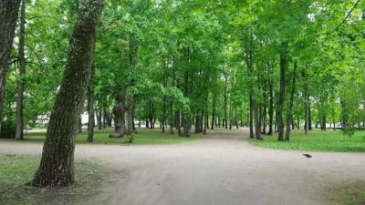 В октябре в Петербурге посадили почти 2 тысячи деревьев