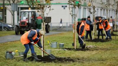 В Петербурге в октябре посадили 2,5 тыс. деревьев