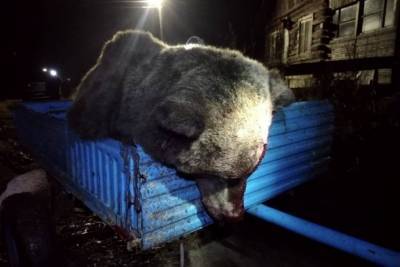 В Минприроды Коми усомнились в причастности медведя к атаке на автомобиль